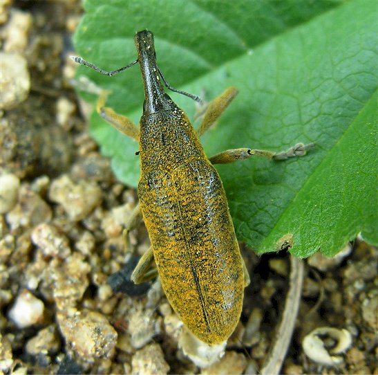 Lixus pulverulentus del Nuorese